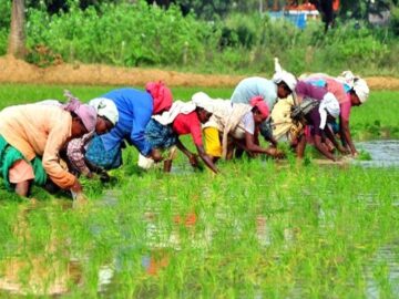 paddy harvest farmer field