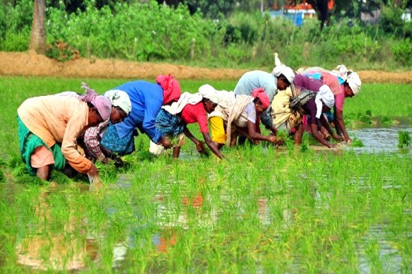 paddy harvest farmer field