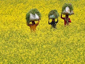 mustard