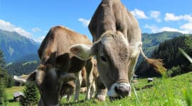 cow feed production mountain China’s Increased Use of Wheat in Feed