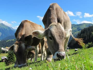 cow feed production mountain China’s Increased Use of Wheat in Feed