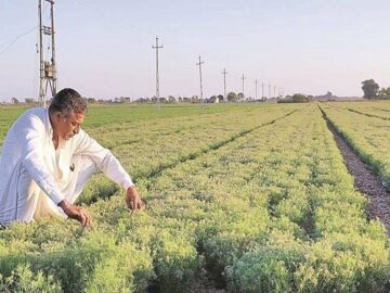 Cumin field yield market farmer