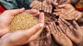 Wheat grain hands stocks grain deal