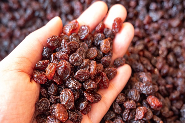 raisins in a hand Increasing Export of Iranian Raisins in February 2023 - The Raisin Blues - A Dismal Outlook in the Grapevine