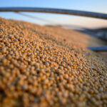 Soybeans grain soybean oil truck soy soya oilseeds U.S. exports Brazil Argentina Checkoff Chats The European Union, Türkiye and Egypt Began to Buy More Soybeans From Ukraine