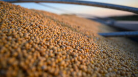 Soybeans grain soybean oil truck soy soya oilseeds U.S. exports Brazil Argentina Checkoff Chats The European Union, Türkiye and Egypt Began to Buy More Soybeans From Ukraine