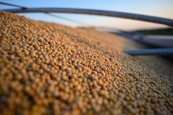 Soybeans grain soybean oil truck soy soya oilseeds U.S. exports Brazil Argentina Checkoff Chats The European Union, Türkiye and Egypt Began to Buy More Soybeans From Ukraine