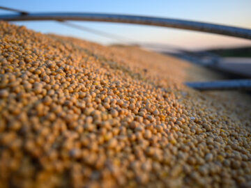 Seeding Change: China's Soybean Landscape