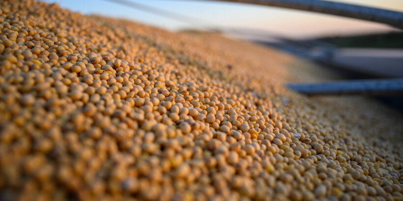 Seeding Change: China's Soybean Landscape