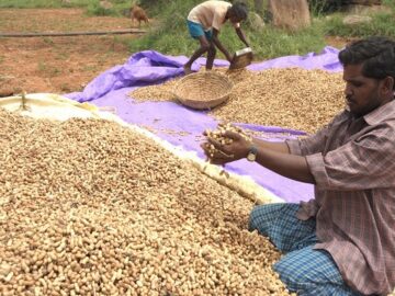 peanuts groundnuts