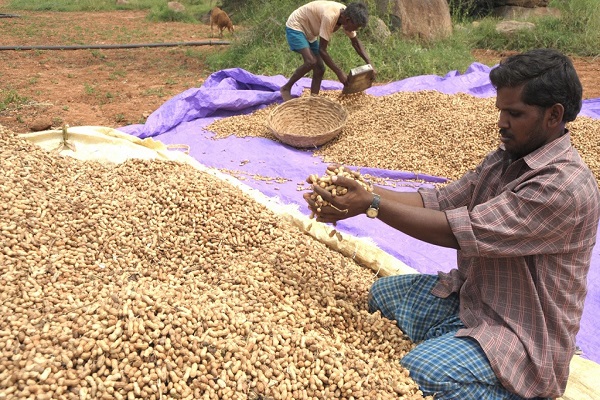 peanuts groundnuts