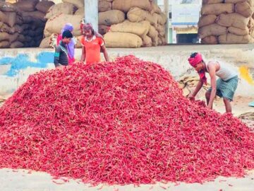 Indian red chilli