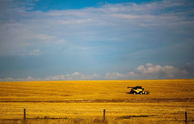 Canada wheat tractor field