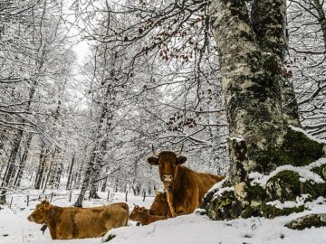 cattle wind usa storm cold