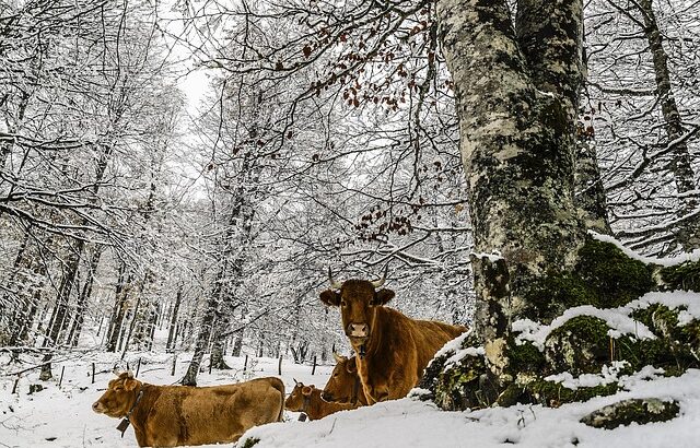 cattle wind usa storm cold