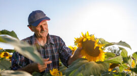 Sunflower Prices in Ukraine Are Falling, Despite High Rates of Sunflower Oil Exports