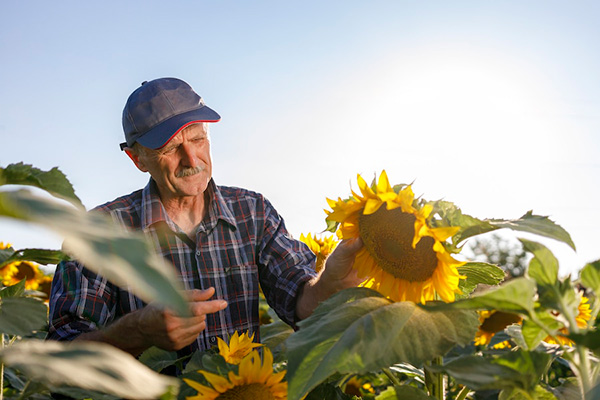 Sunflower Prices in Ukraine Are Falling, Despite High Rates of Sunflower Oil Exports