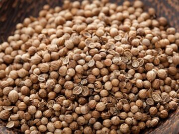 coriander seed market price chart harvest sowing