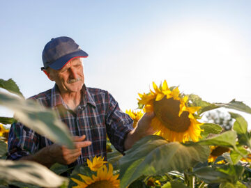 sunflower seeds