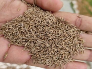cumin