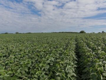 soil carbon