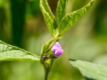 soybean flowering