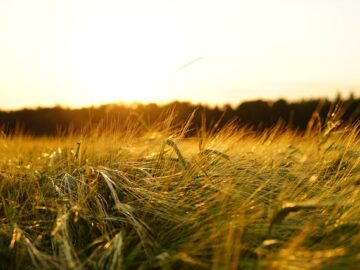 farm field agriculture wheat barley