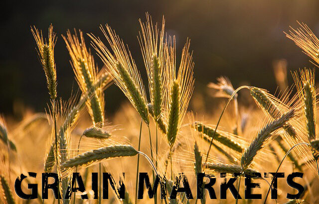 Grain markets