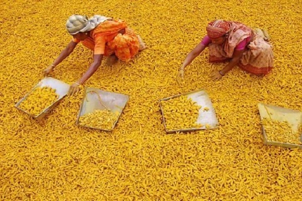 turmeric prices
