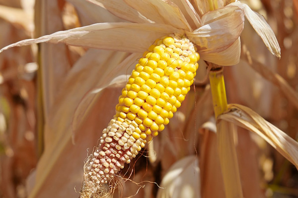 corn drought toxin Indian Corn Prices Drop Below Support Level - Mars Agency Lowers EU Corn Yield Forecast