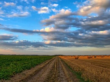 agriculture