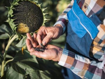 sunflower seeds processing