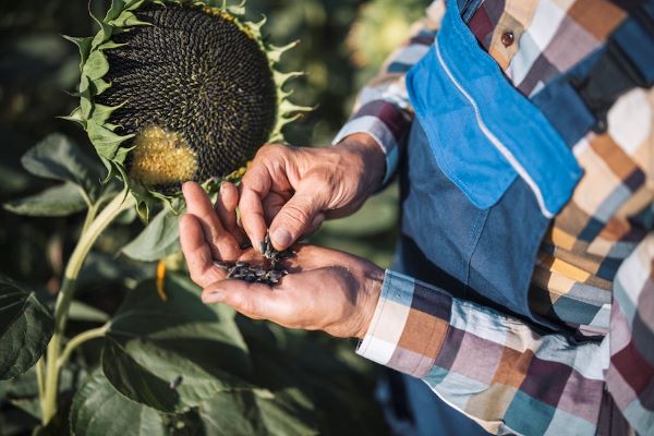 sunflower seeds processing