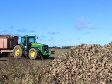 sugar beet harvest - The Sweet Shift: Sugar Price Revisions on the Horizon in India