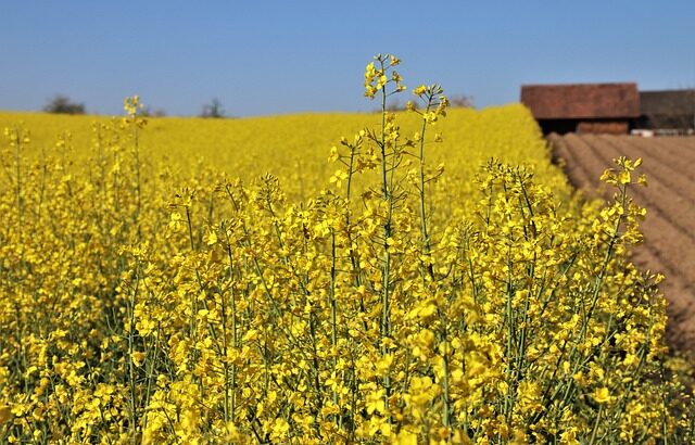 canola