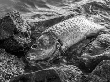 fish death
