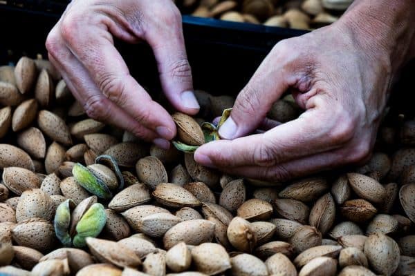 almond market - Shipments Exceeded Industry Expectations Objective Almond Crop Estimate of California Is Up 1 Percent