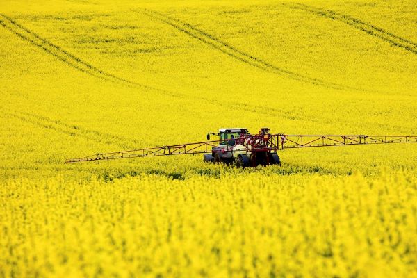 rapeseed oilseeds field canola MATIF - Ukrainian Rapeseed Prices Are on the Verge of Collapse - Germany Reduces Rapeseed Harvest Forecast - Dry Weather in Canada Drives Speculation in Rapeseed Prices - Rapeseeds Export Season Can Become Record-Breaking for Ukraine - Analysts Increased the Estimate of Rapeseed Harvest in the EU