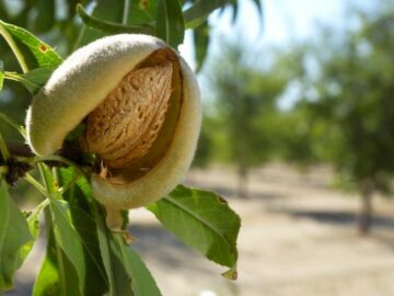 Almond Position Report of July - Increase in Shipments