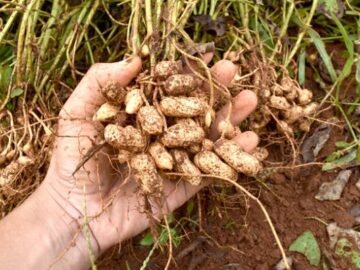 groundnut peanut - peanut market