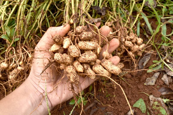 groundnut peanut - peanut market