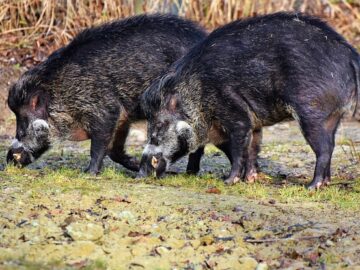 wild boar