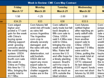 corn market