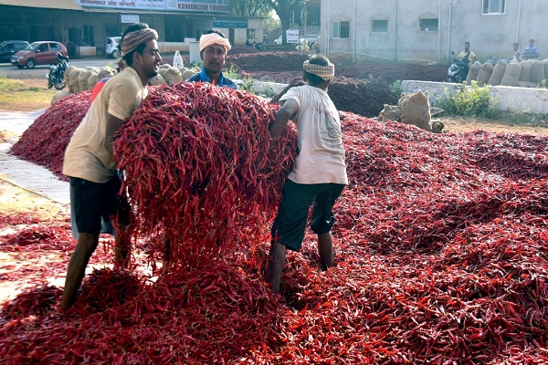 Red Chilli Market in Guntur Witnesses Arrival Slump Amidst Falling Prices Blossoming and Blighted: The Red Chilli Saga of Kharif 2023