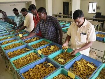 Unlocking the Potential: Turmeric's Resurgence in the Market