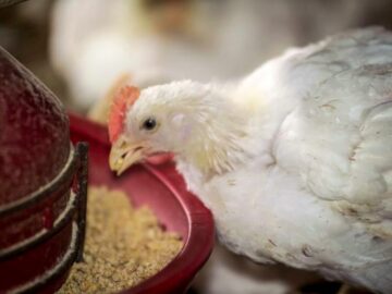 chicken broiler poultry