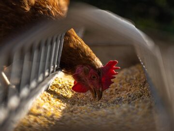 bird hen chicken