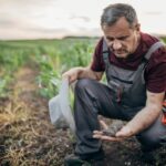 corn market farmer