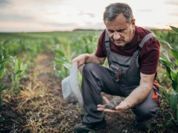 corn market farmer