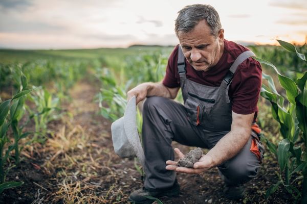 corn market farmer